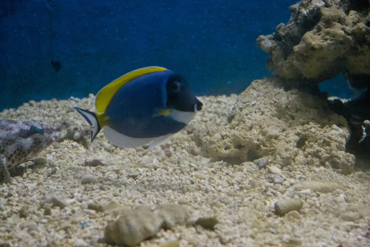 A powder blue surgeonfish over coral rock at Kavaratti's Marine Aquarium