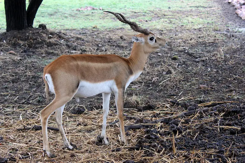 Van Vihar National Park, Bhopal