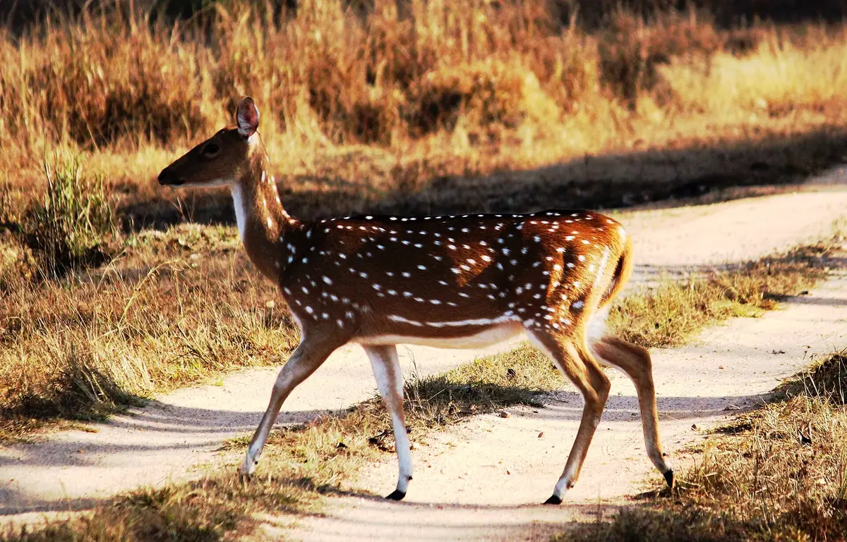 Kanha National Park, Madhya Pradesh