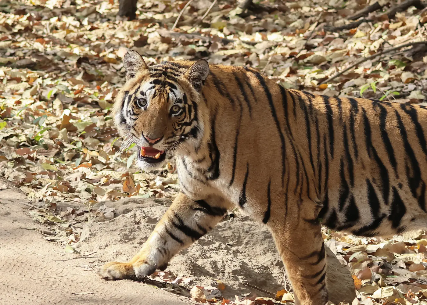 A Bengal tiger in Bandhavgarh National Park
