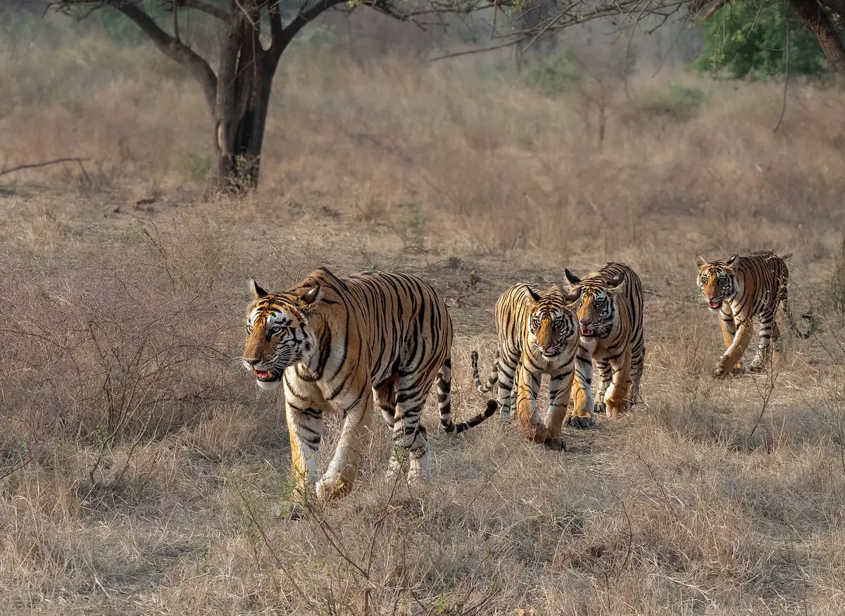 Panna National Park, Madhya Pradesh