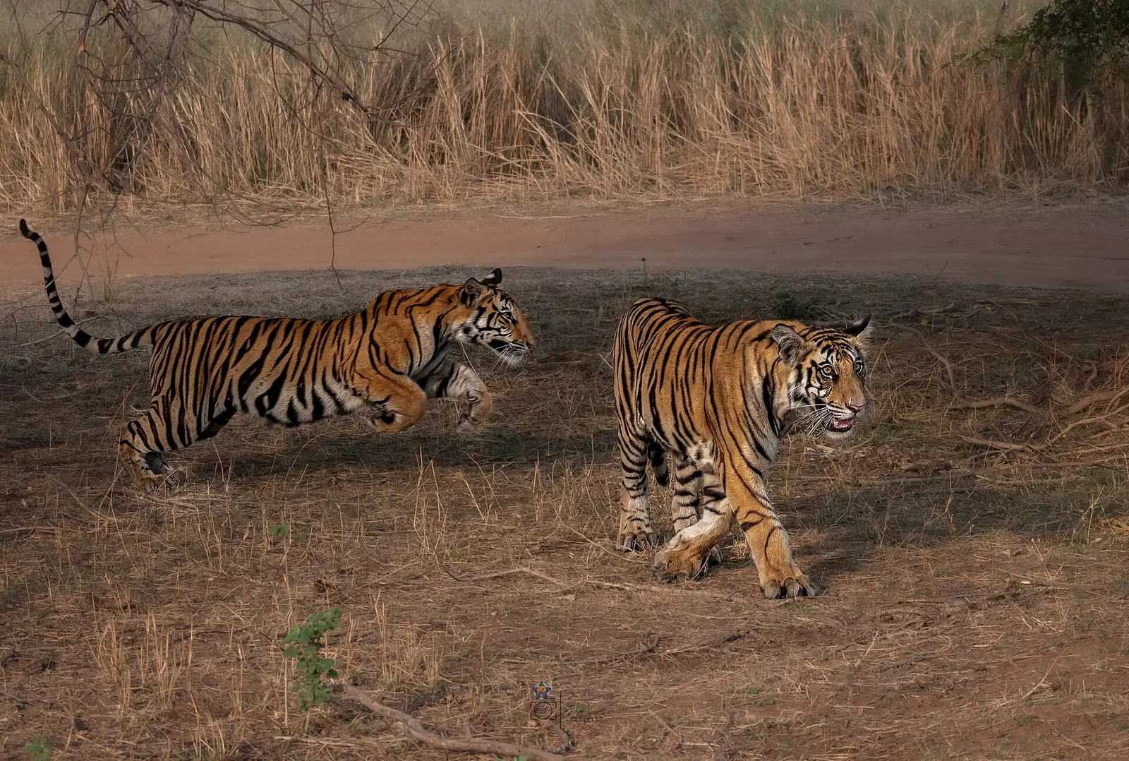 Panna National Park Travel Guide: Tiger Safari & Ken River Gorge
