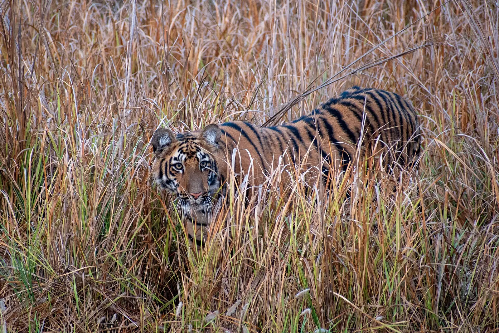 Forest and water in Tadoba Andhari Tiger Reserve