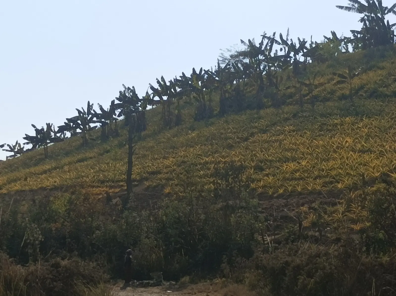 Kangpokpi Travel Guide: Pineapple Hills Near Imphal