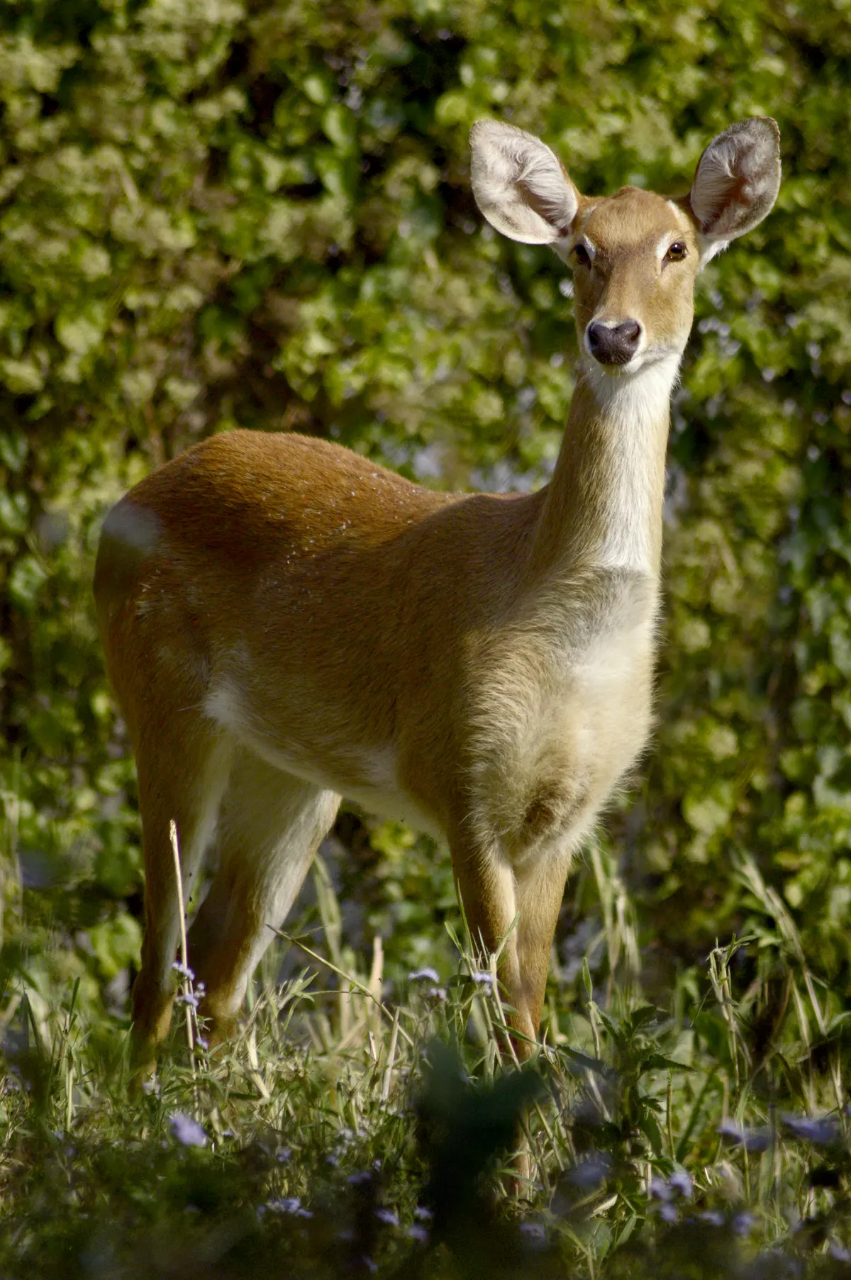 Sangai, the endangered Manipur brow-antlered deer, in Keibul Lamjao National Park