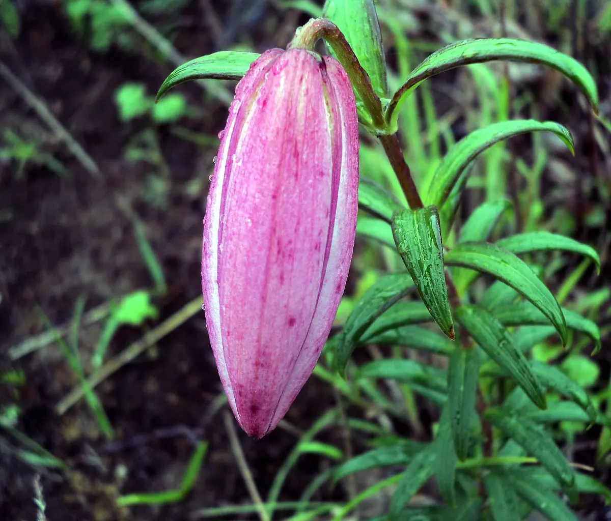 The rare Shirui Lily (Lilium mackliniae), found only on Shirui Hills, Manipur