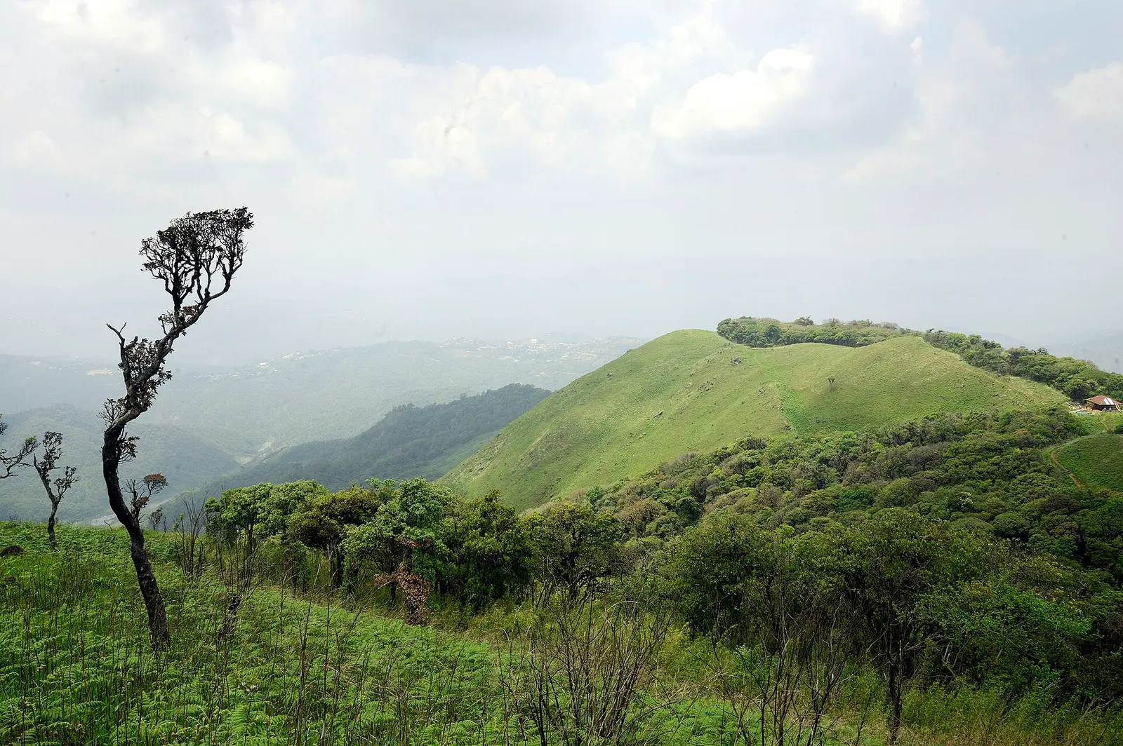 Shirui Hills Trek Guide: Shirui Lily & Best Time to Visit