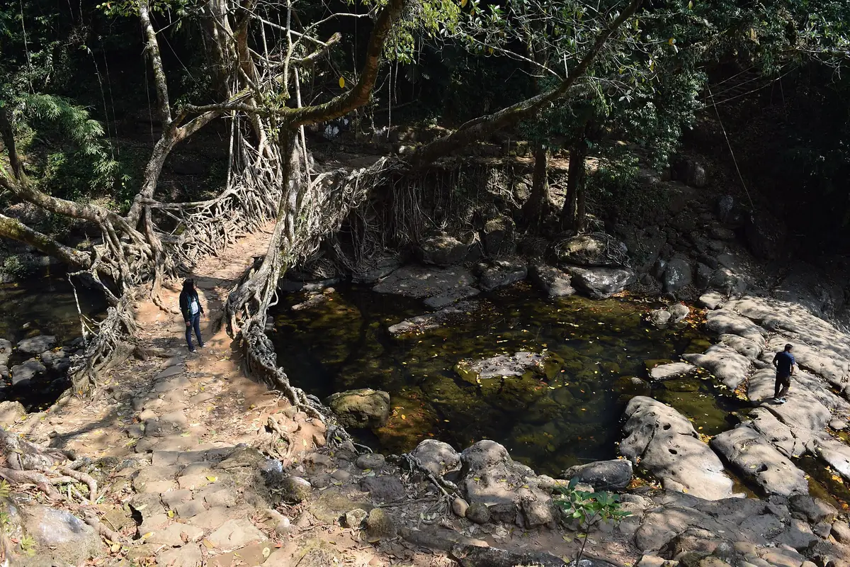 The living root bridge near Mawlynnong