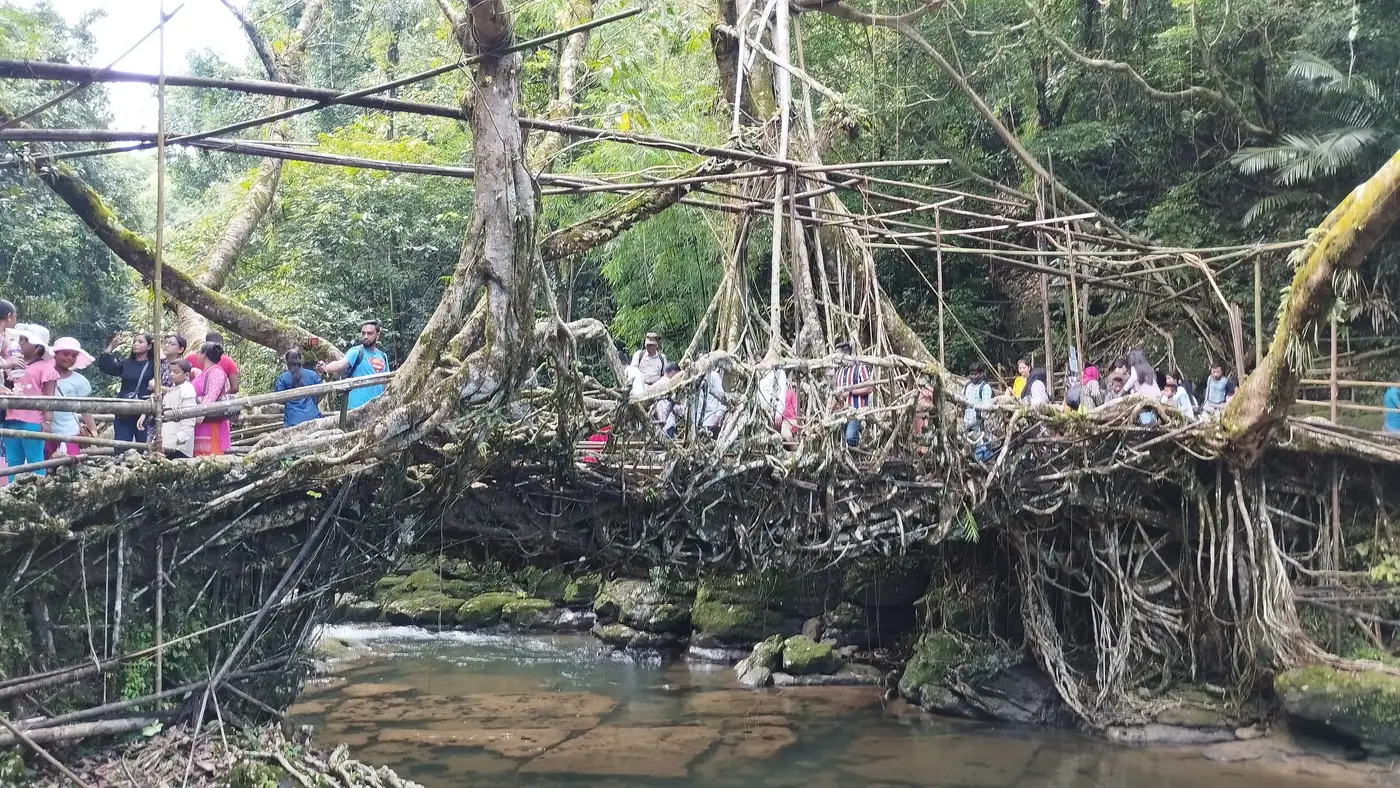 Living root bridge made of rubber-tree roots over a stream near Riwai, Meghalaya