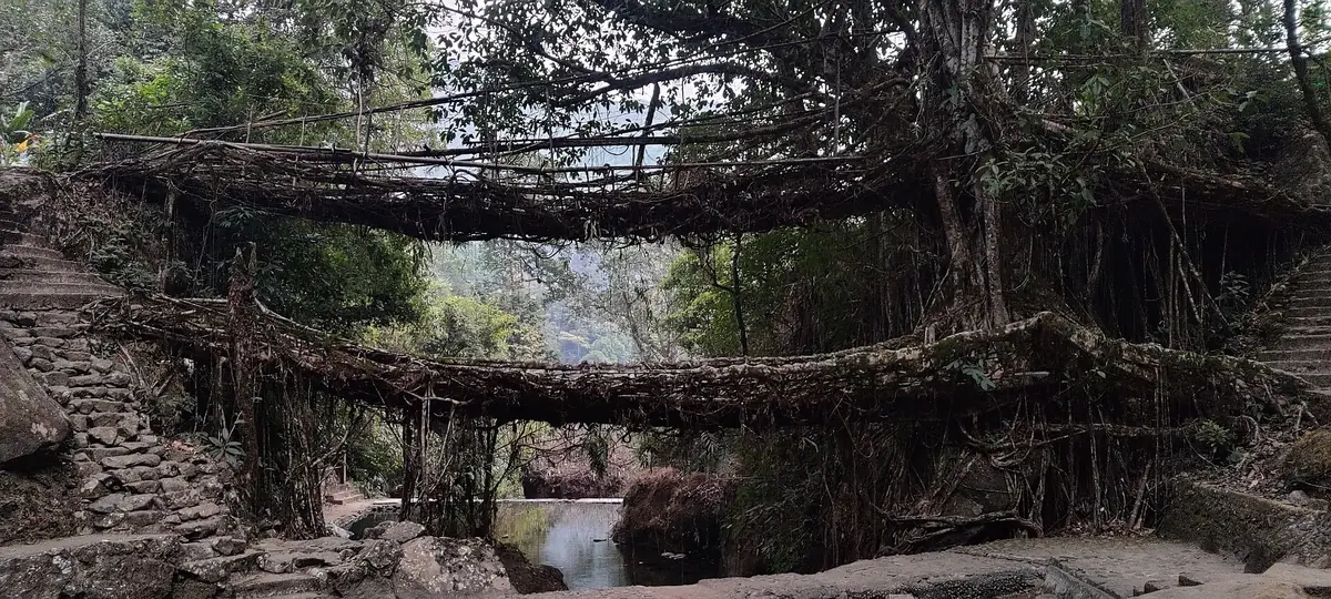 The double-decker living root bridge at Nongriat