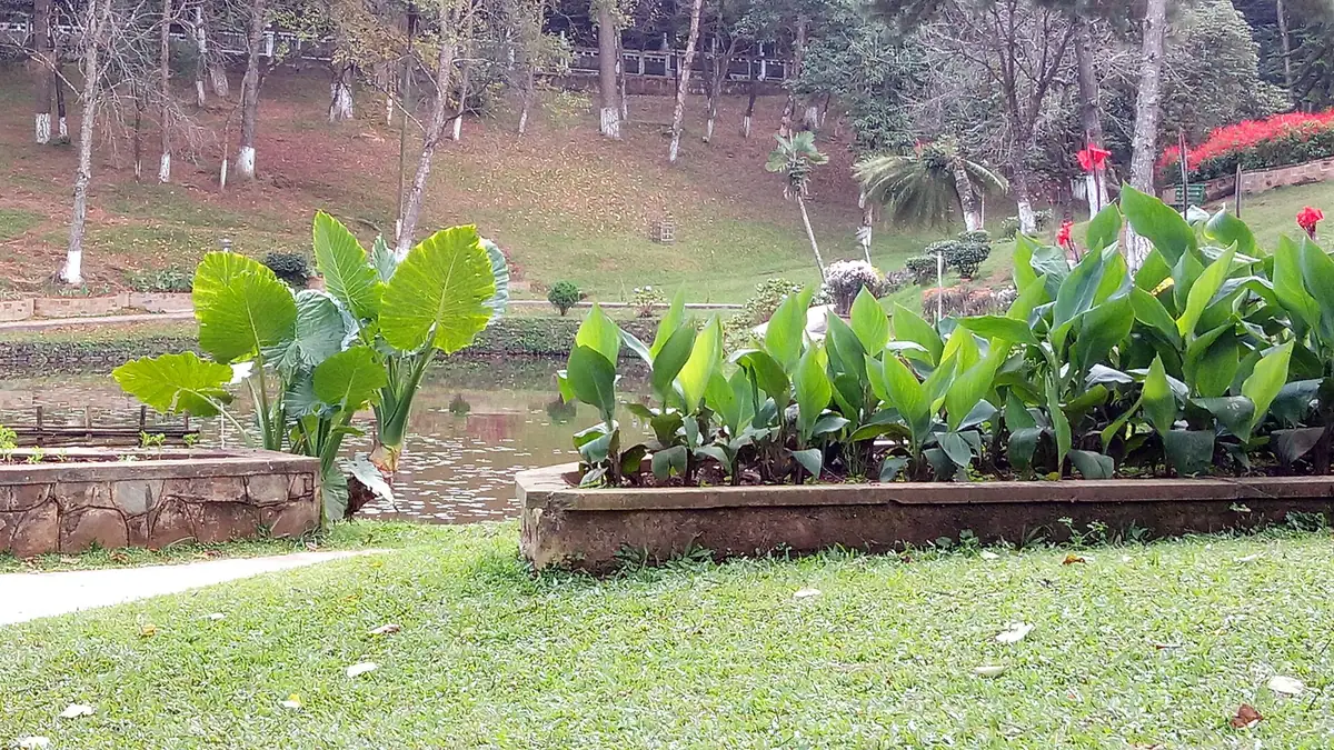 Ward's Lake, Shillong