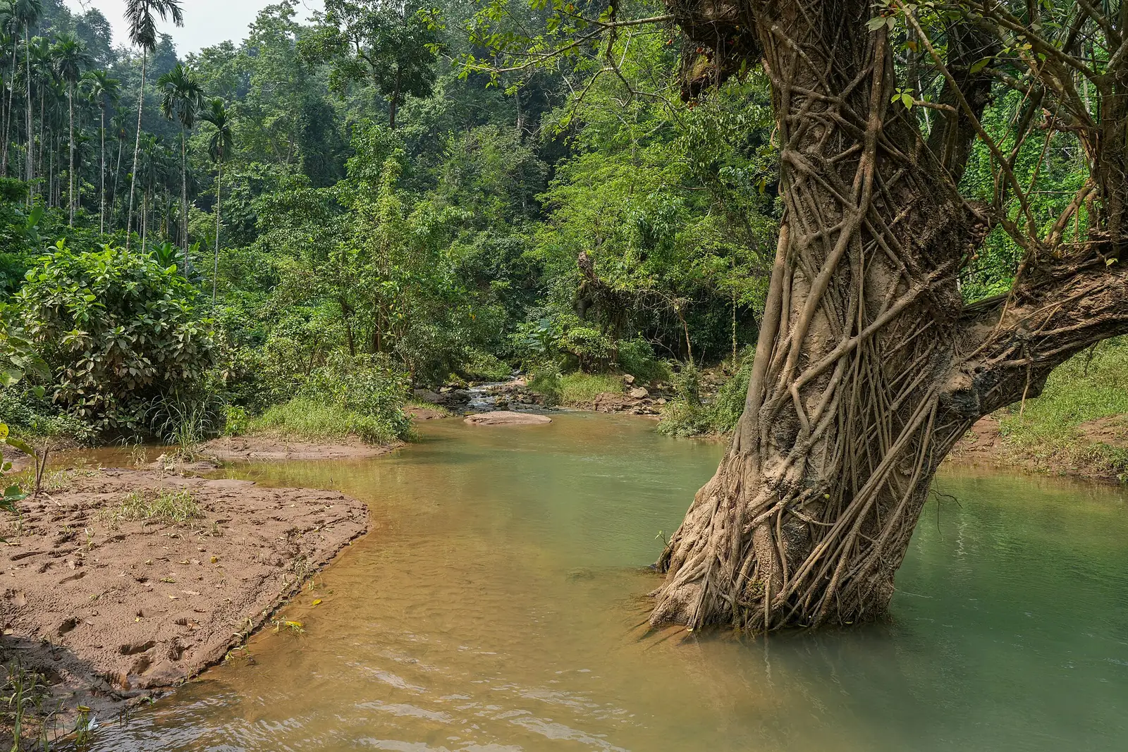 Siju Cave Guide: Caving & Best Time