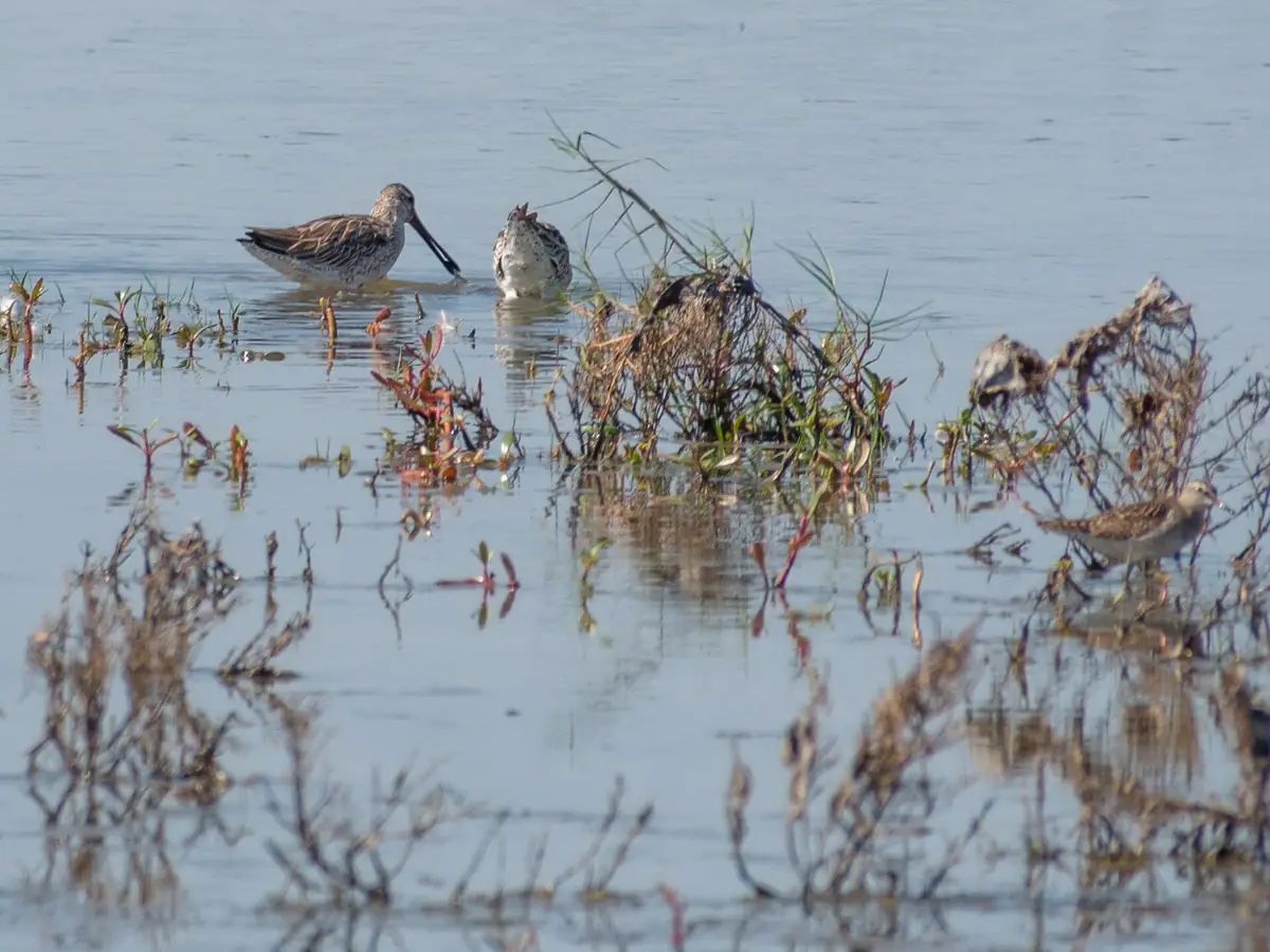 Birds over the waters of Nalabana Bird Sanctuary on Chilika Lake