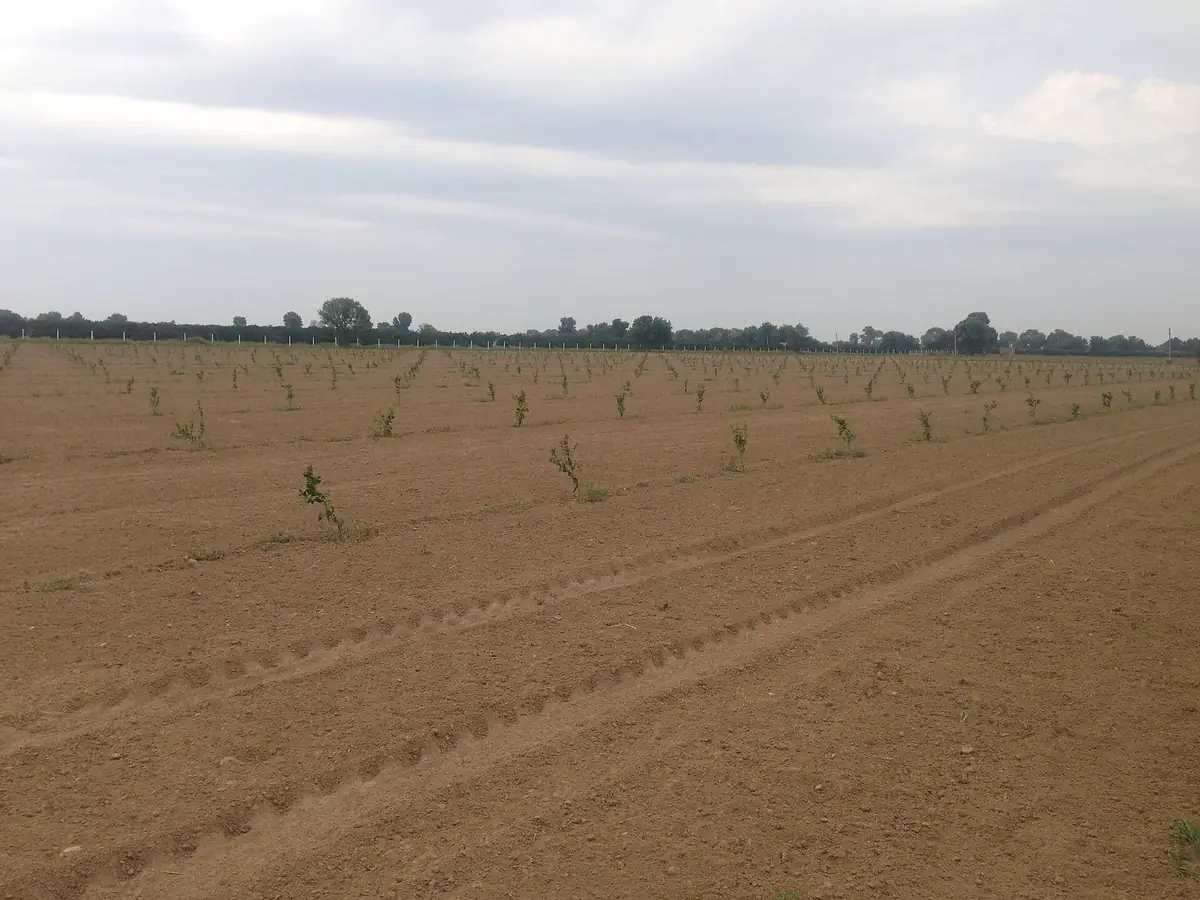 Kinnow Orchards, Abohar