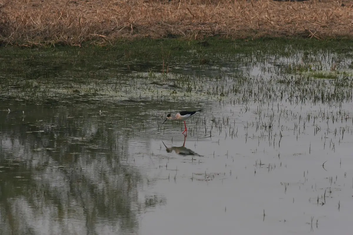 Keoladeo National Park, Bharatpur