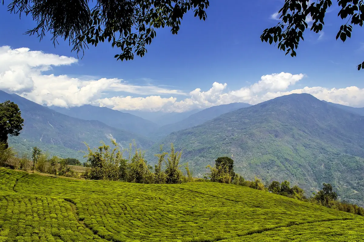 Temi Tea Garden, Sikkim