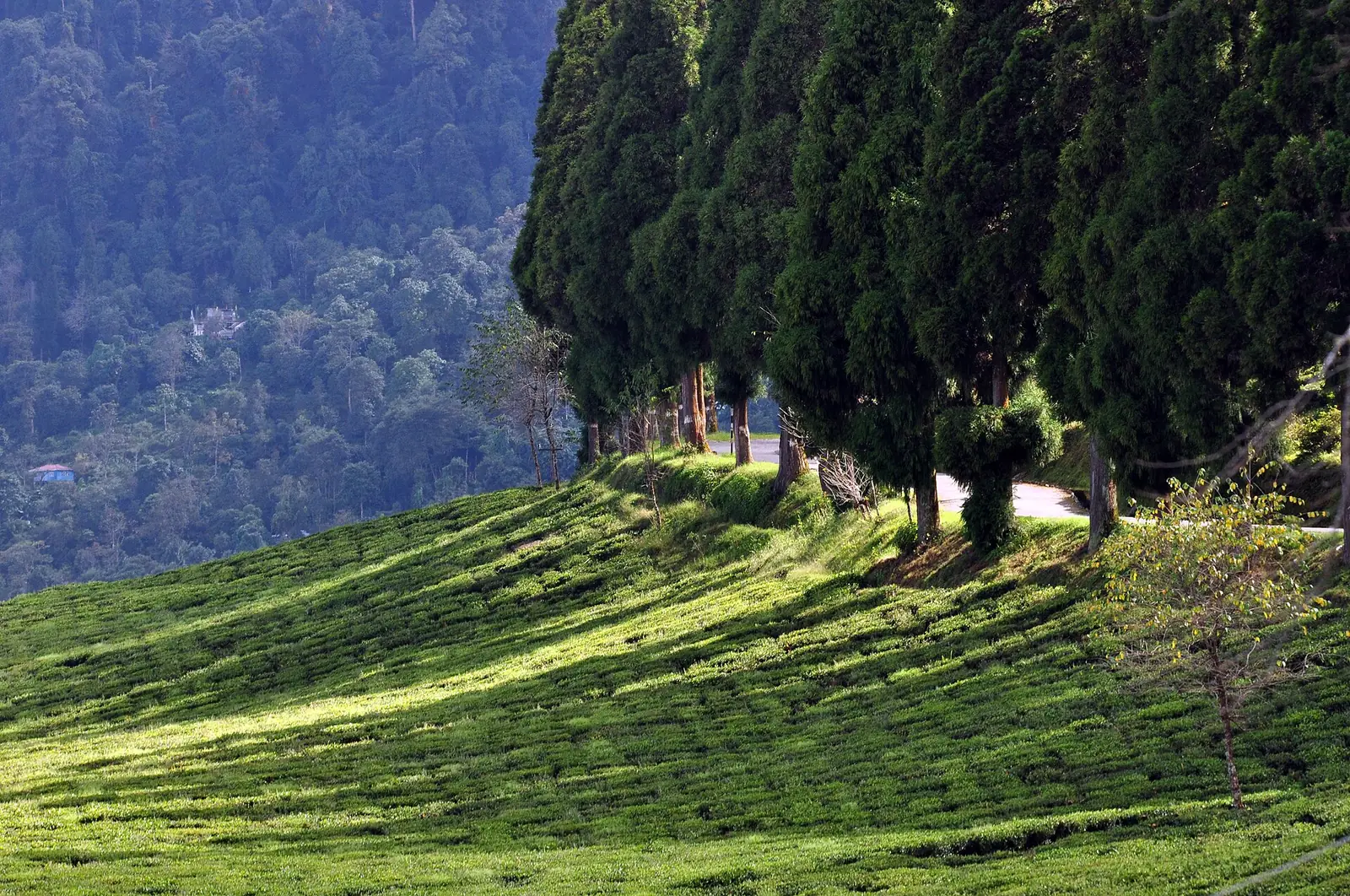 Temi Tea Garden Guide: Sikkim's Only Estate
