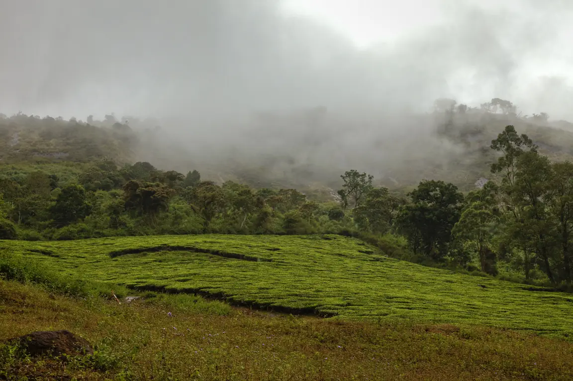 Tea and cardamom estates at Meghamalai