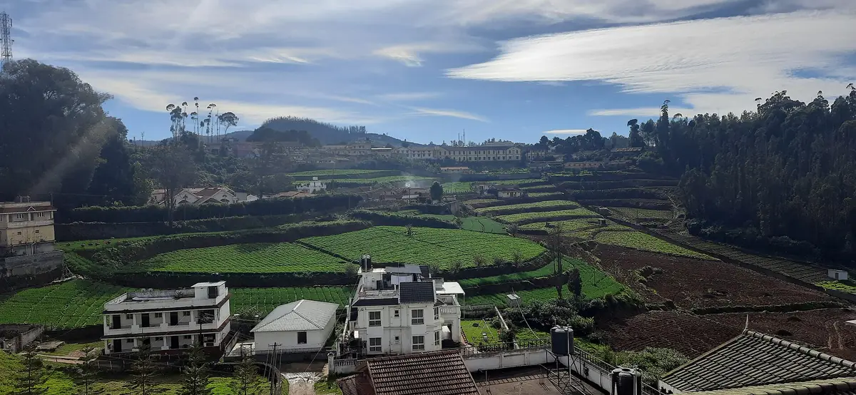 Tea gardens along the hill roads near Ooty