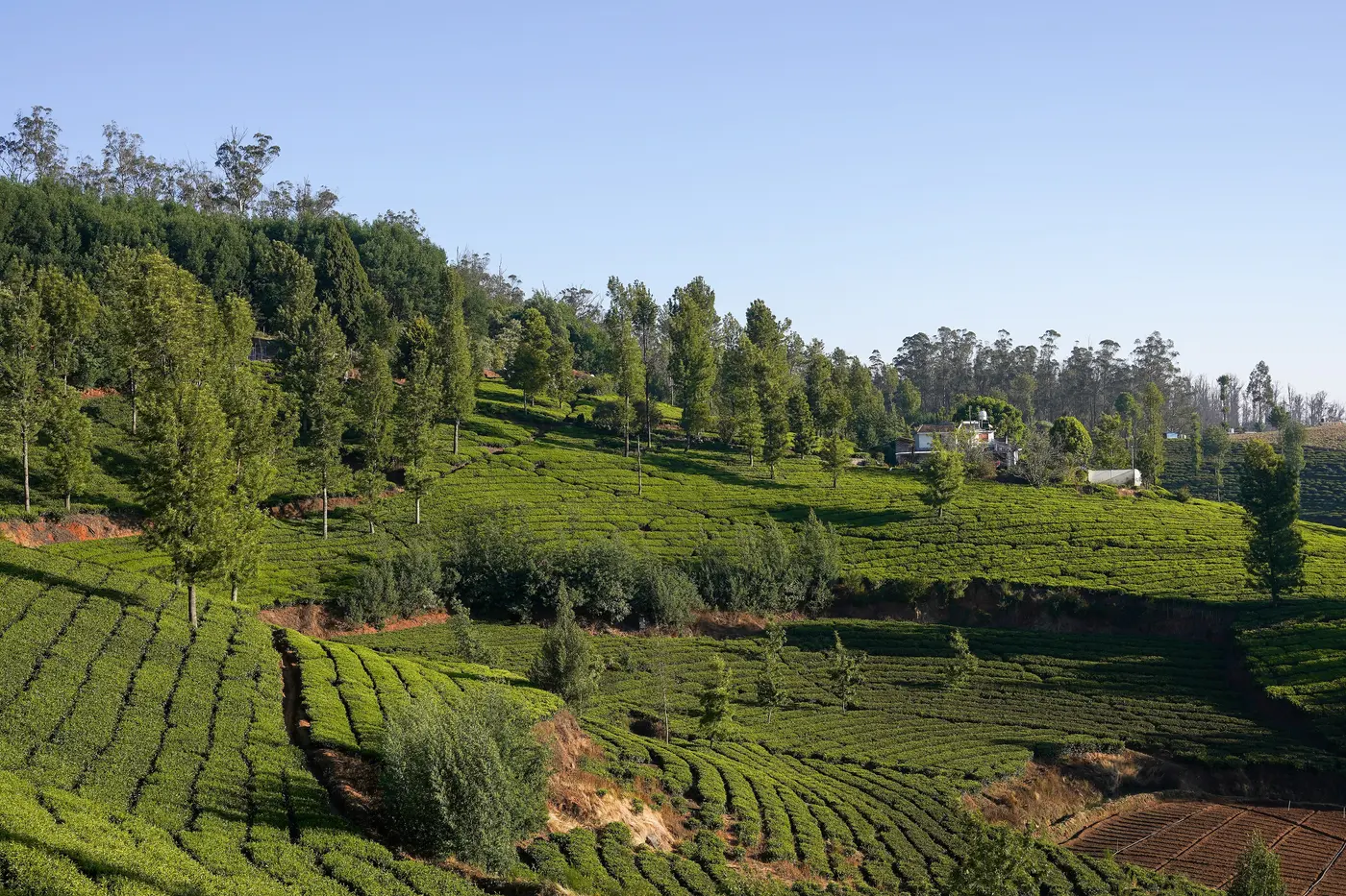 Tea gardens in the Nilgiris