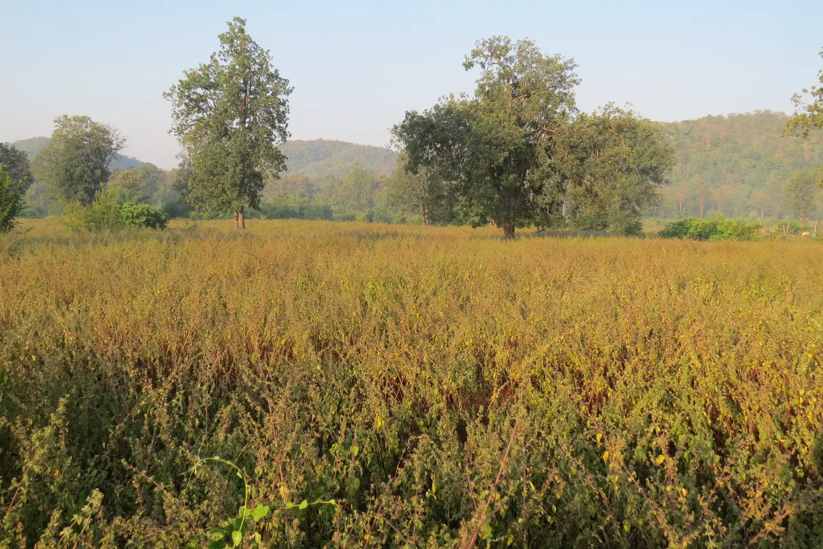 Kawal Tiger Reserve: Safari Guide & Tips