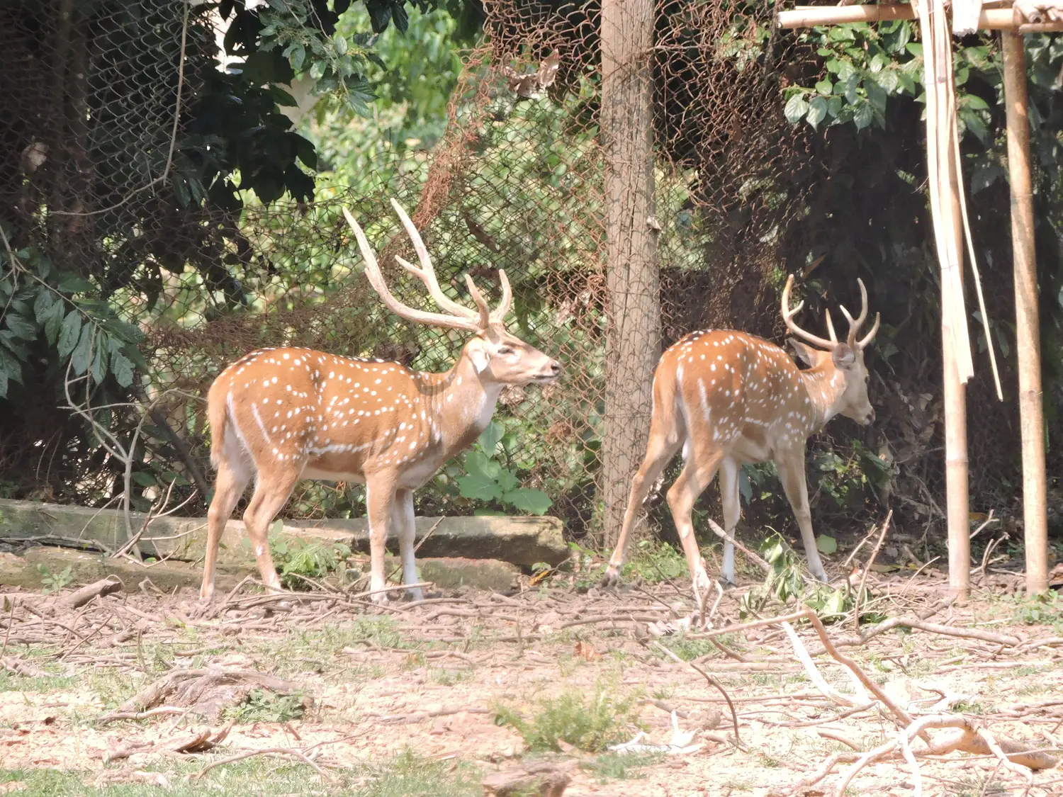 Sepahijala Wildlife Sanctuary: Safari & Tips