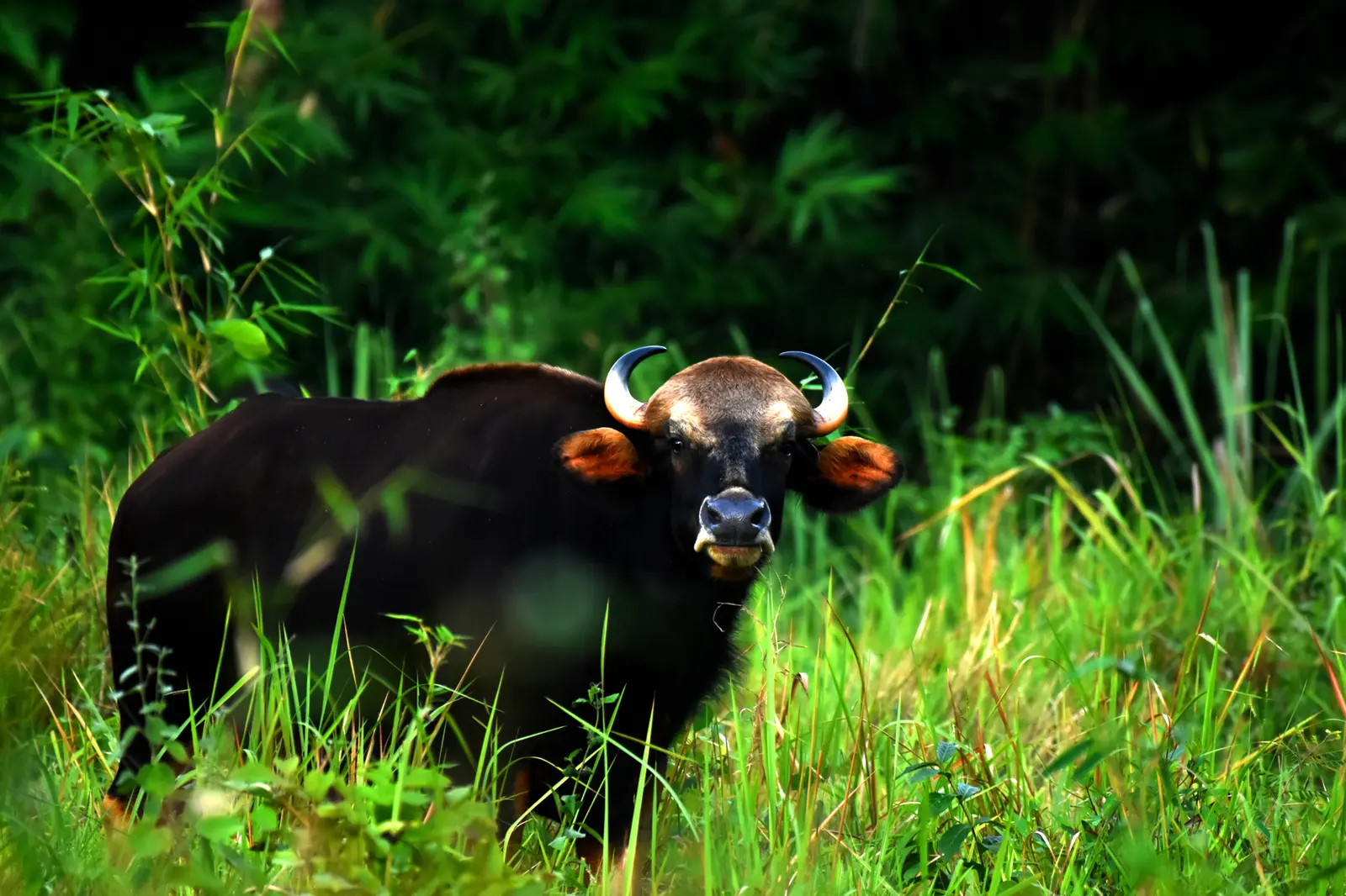 An Indian gaur standing in forest in Trishna Wildlife Sanctuary, Tripura