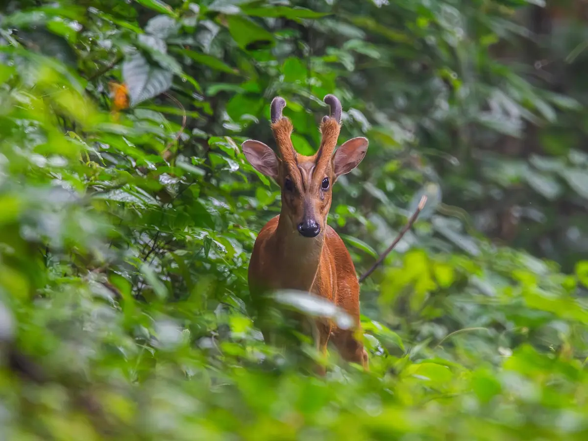 Rowa Wildlife Sanctuary, Trishna Wildlife Sanctuary