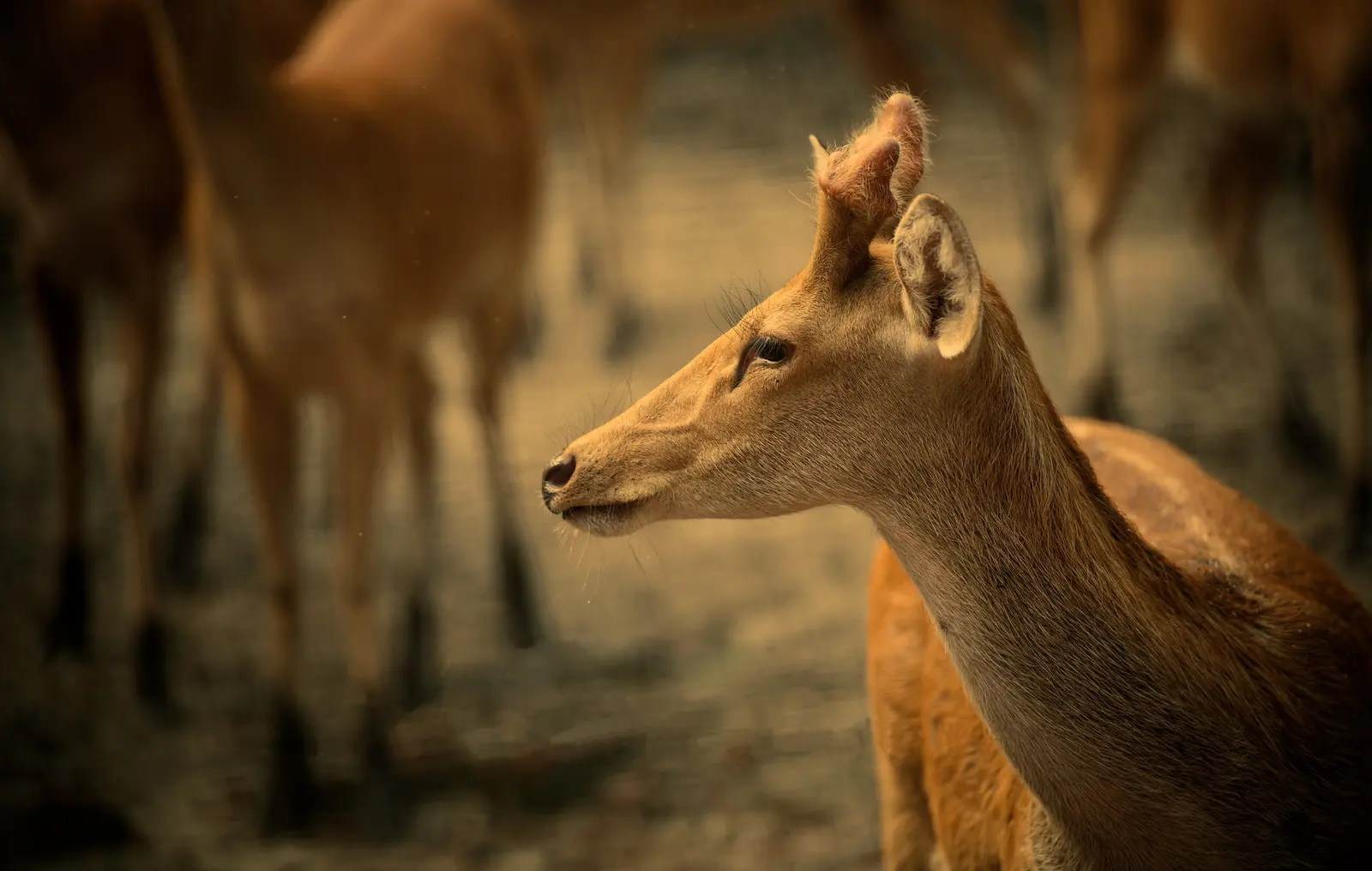 Dudhwa National Park: Tiger & Rhino Safari Guide