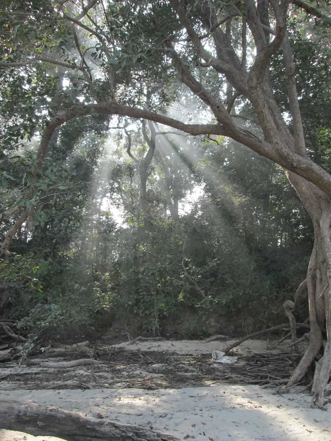 Pilibhit Tiger Reserve: Safari & Visit Guide