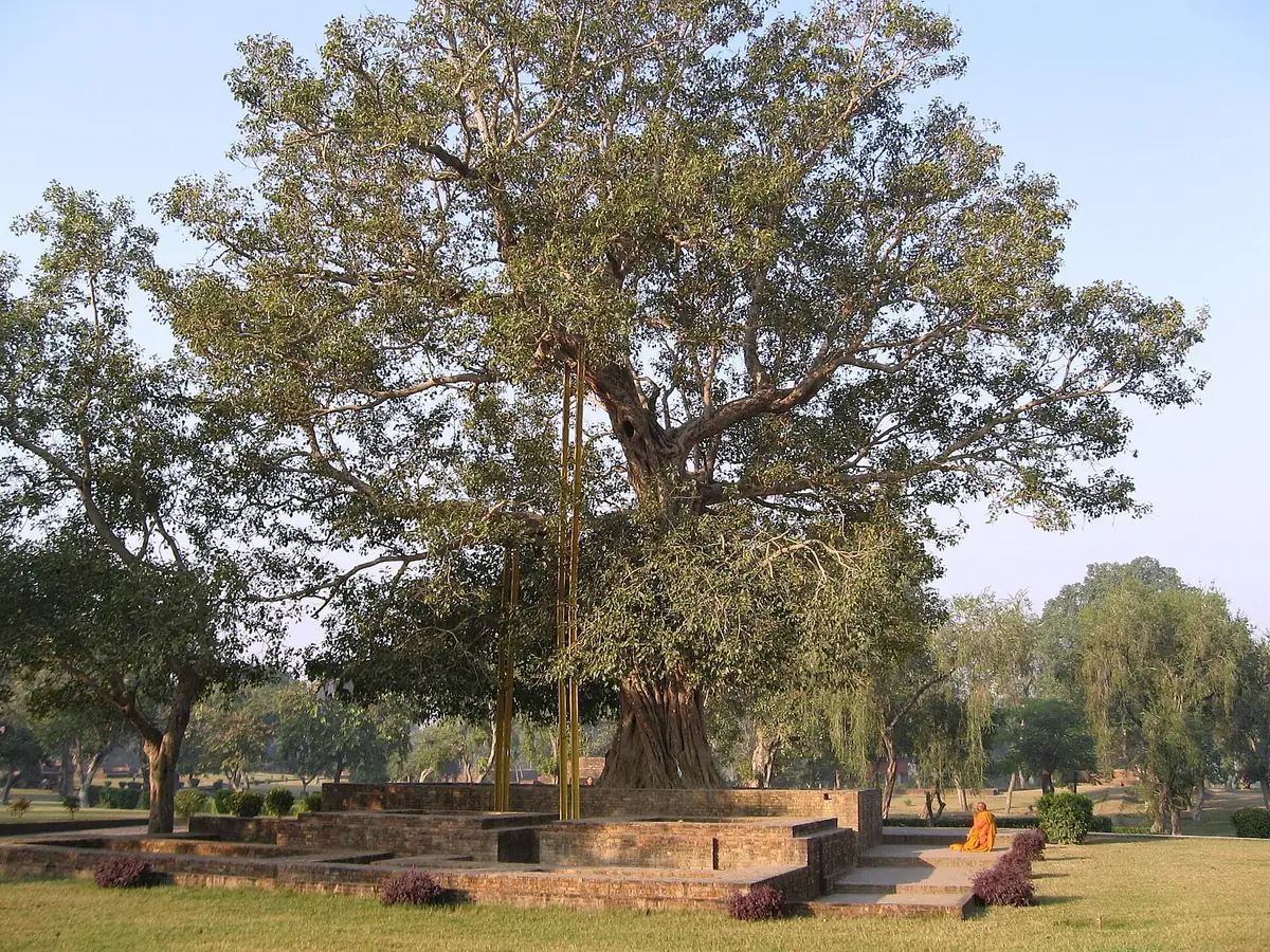 The Anandabodhi Tree, Shravasti