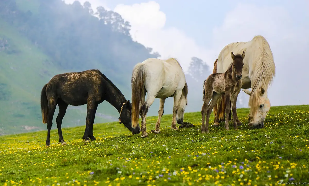 Meadows and forest at Dayara Bugyal