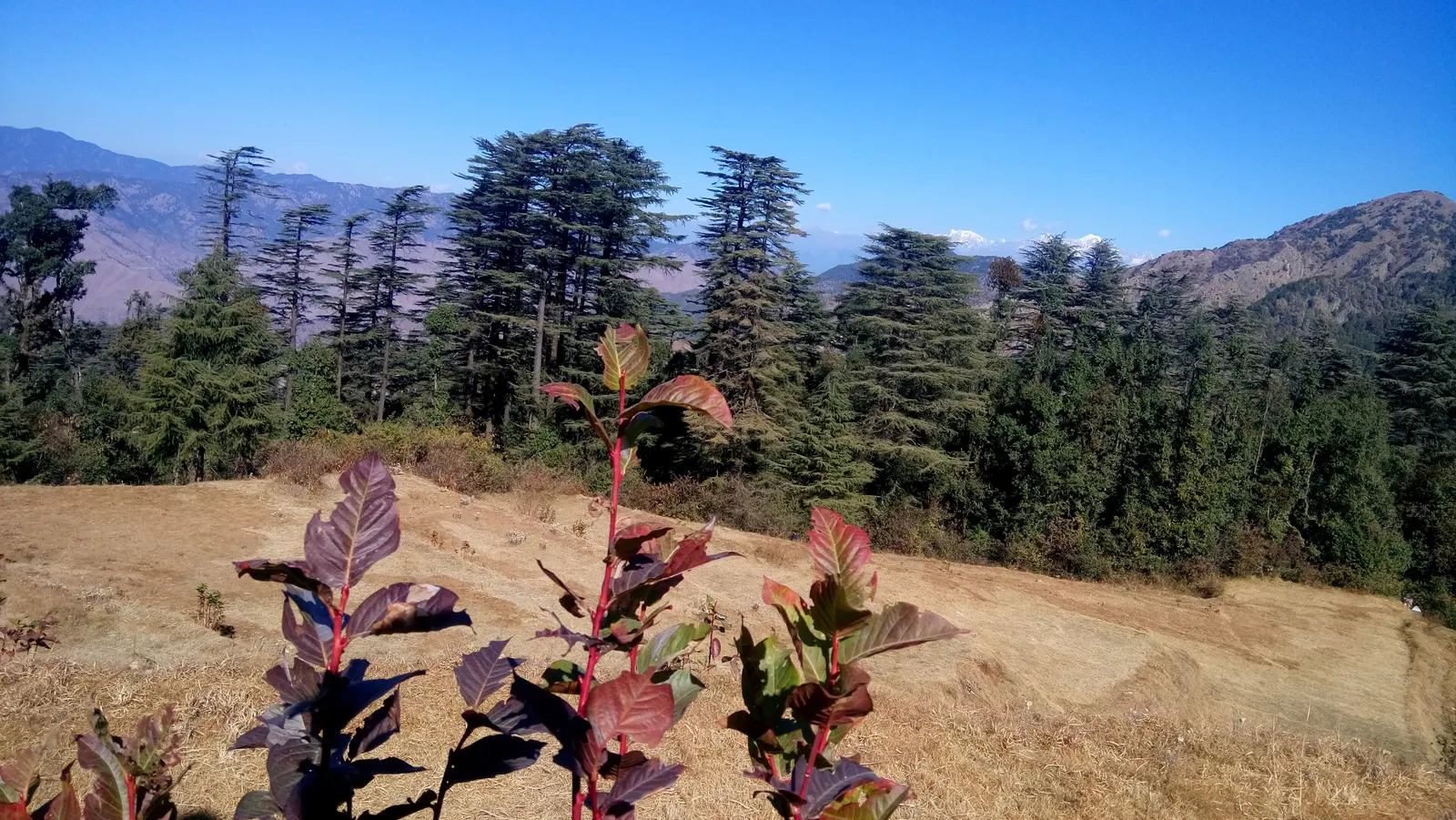 Dhanaulti: Pine Forests, Quiet Views & a Complete Guide