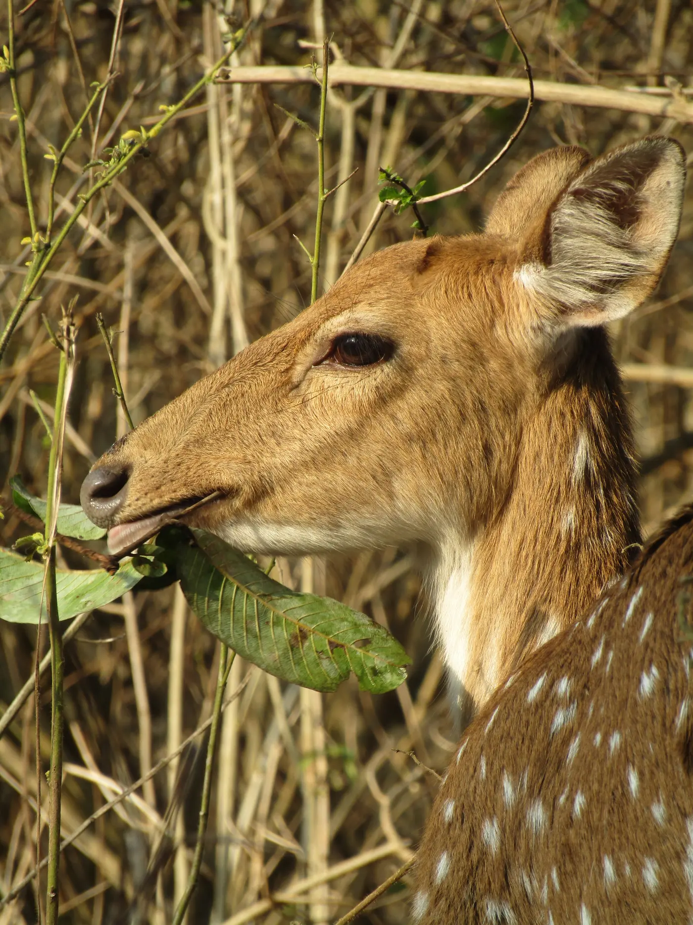 Spotted deer in the forest of Rajaji National Park and Tiger Reserve near Haridwar, Uttarakhand