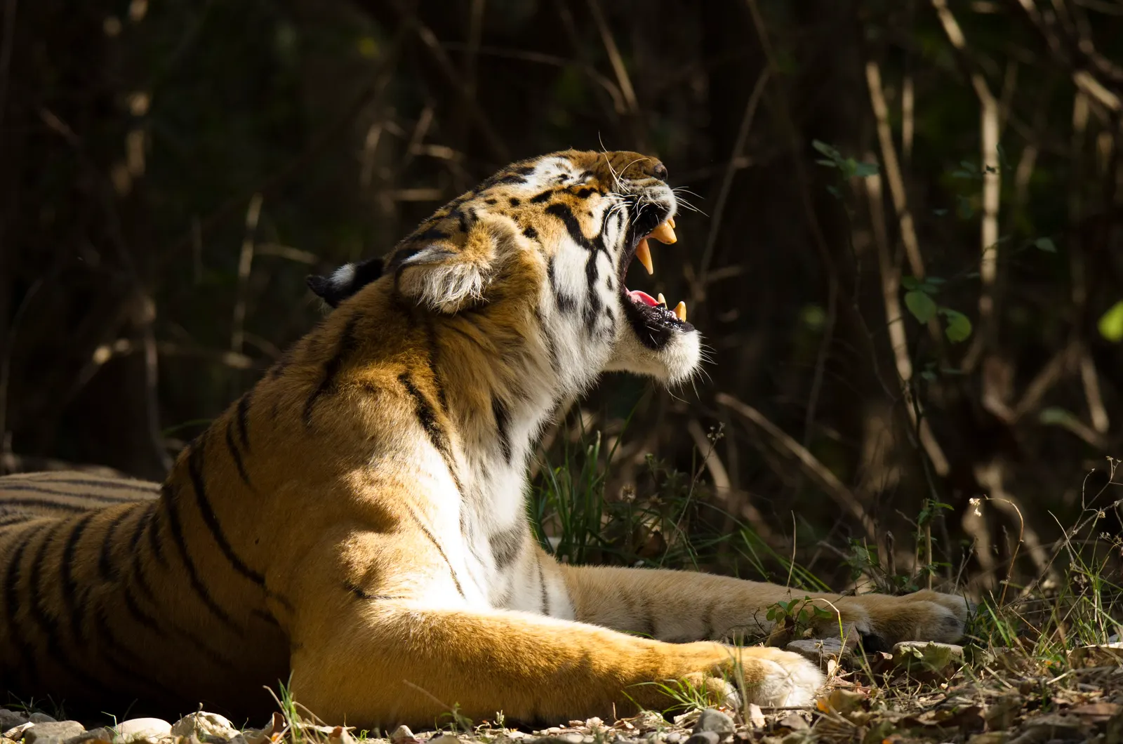 Bengal tiger in Jim Corbett Tiger Reserve, Uttarakhand