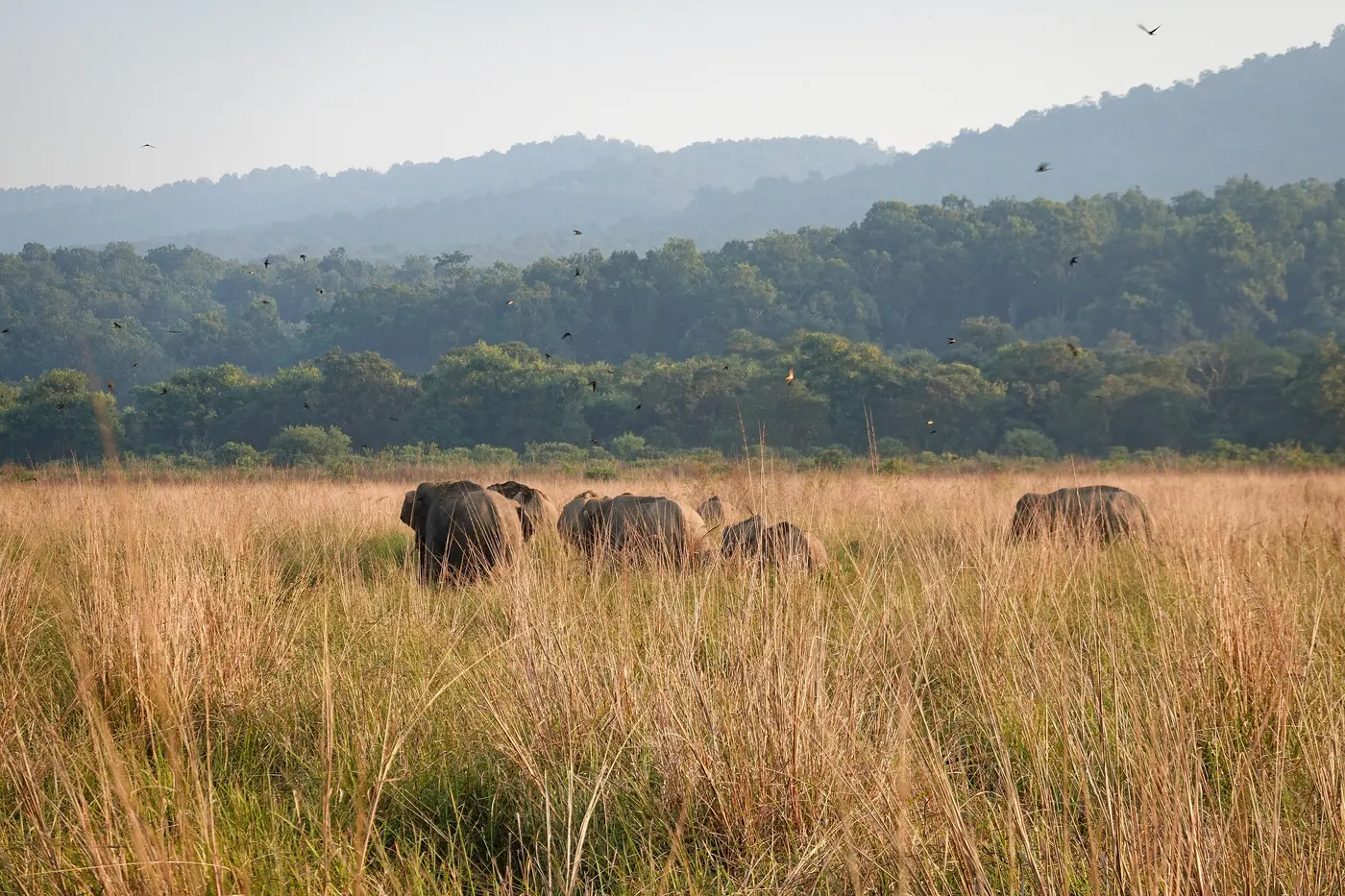 A herd of wild elephants on the Dhikala grassland in Jim Corbett National Park