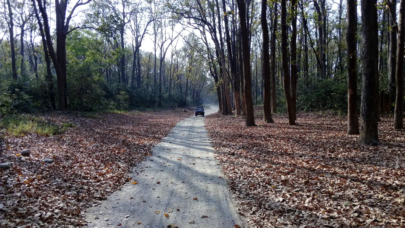 A safari track through tall sal trees in Jim Corbett National Park