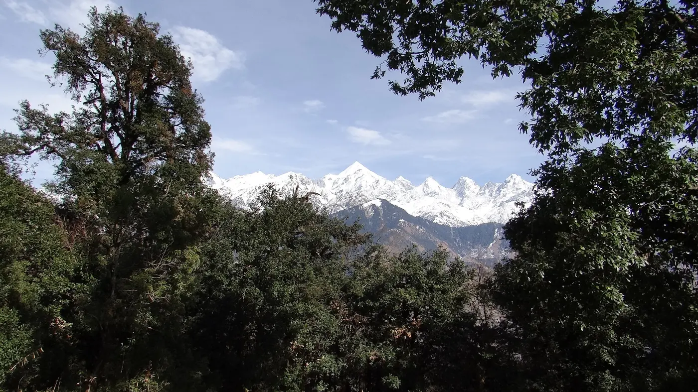 Panchachuli peaks framed by dense oak and rhododendron forest on the trek to Thamri Kund near Munsiyari