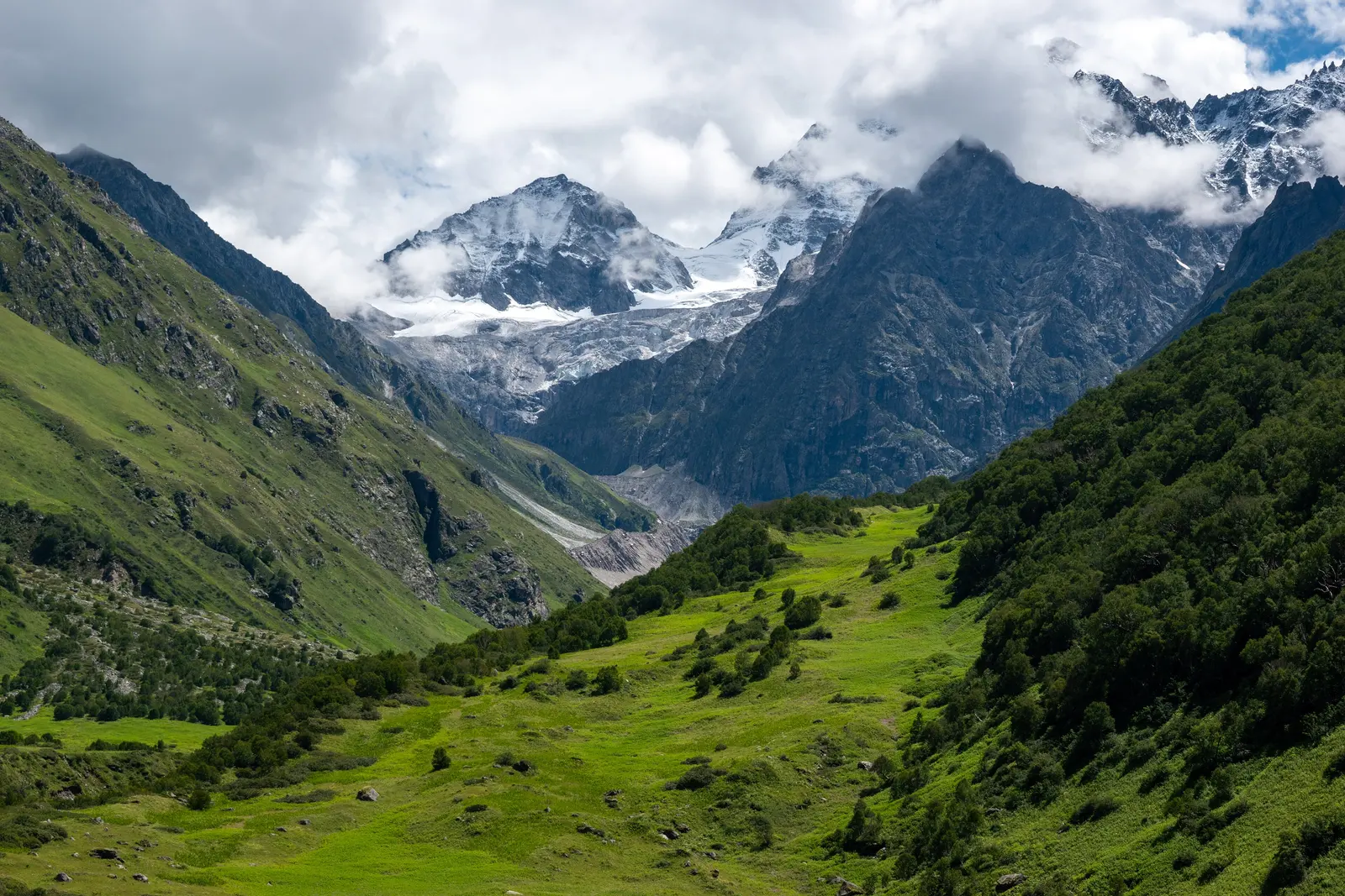 Alpine meadow below snow peaks in the Valley of Flowers, Uttarakhand