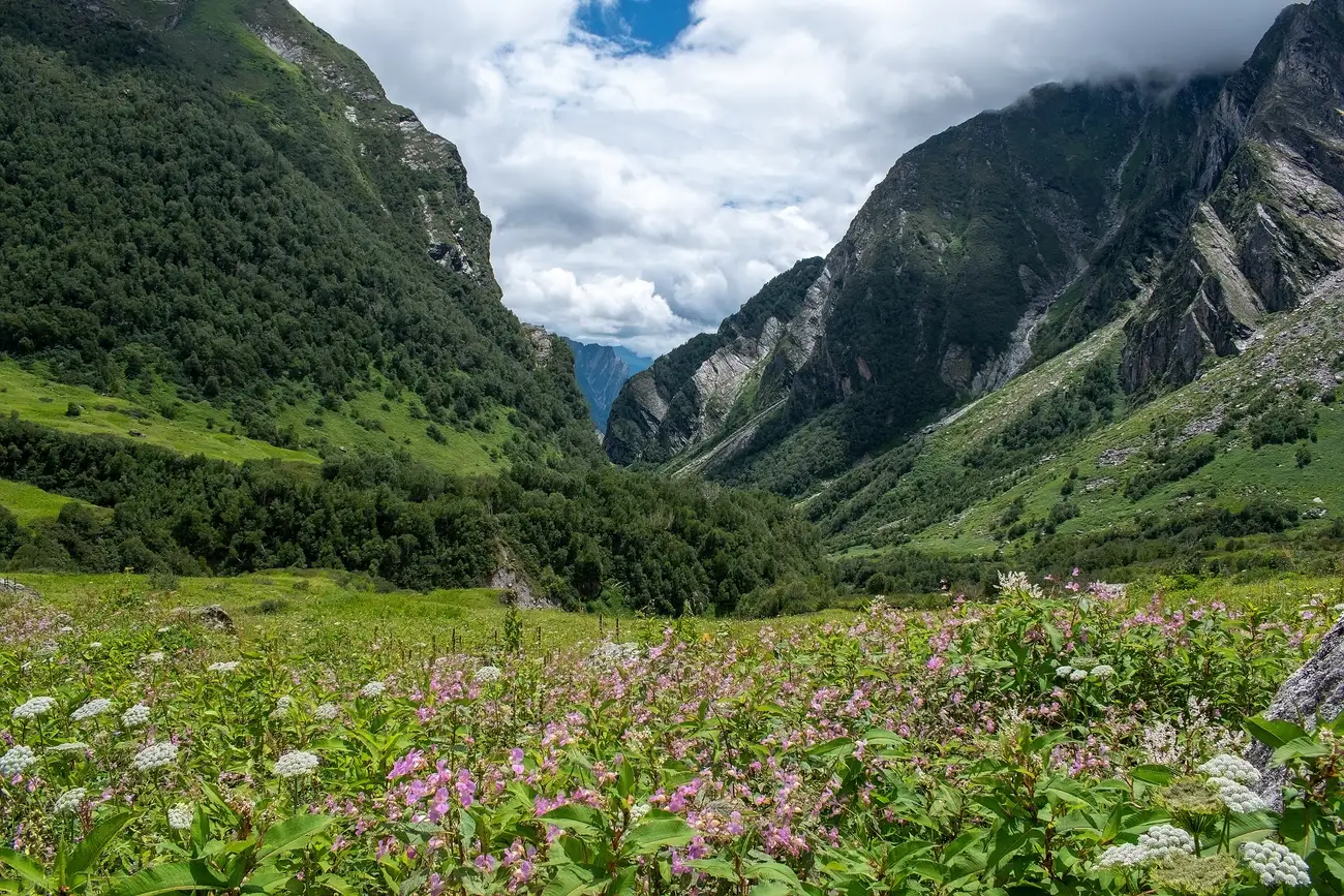 The Valley of Flowers valley floor, a wildflower meadow walking trail flanked by steep Himalayan slopes
