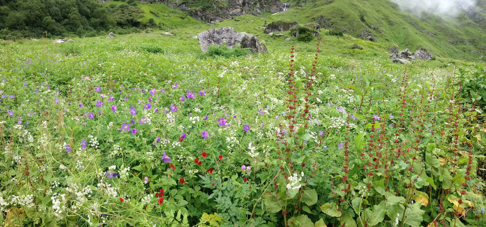 Himalayan wildflowers in bloom inside Valley of Flowers National Park
