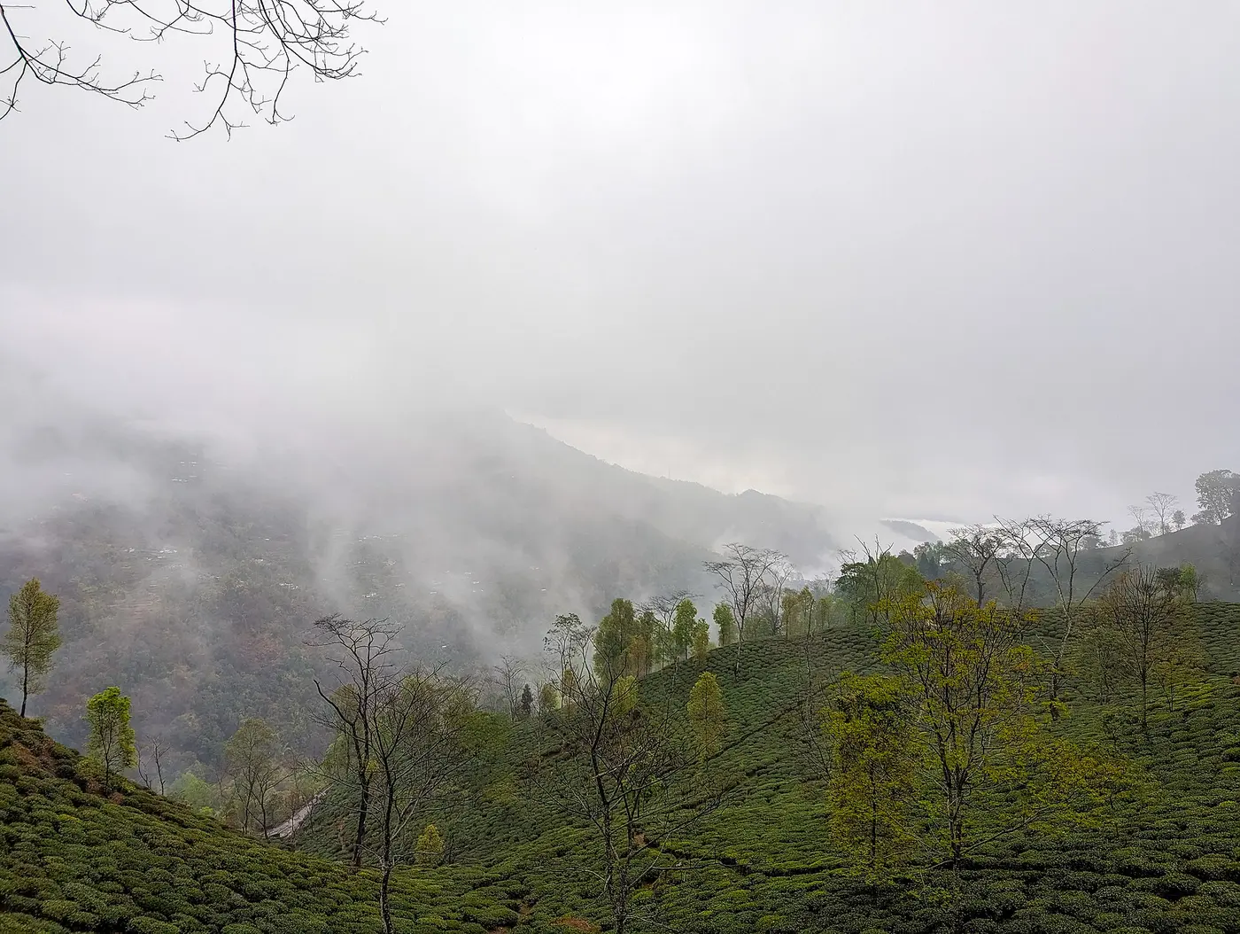 Tea gardens on misty hills near Darjeeling