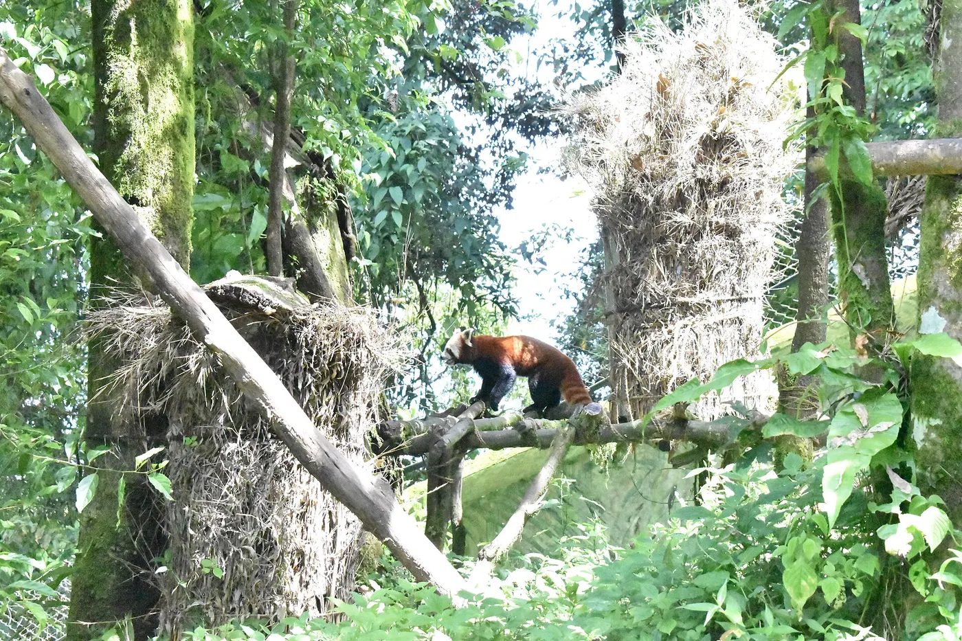 A red panda walking along a branch in its high-altitude enclosure at Padmaja Naidu Himalayan Zoological Park, Darjeeling