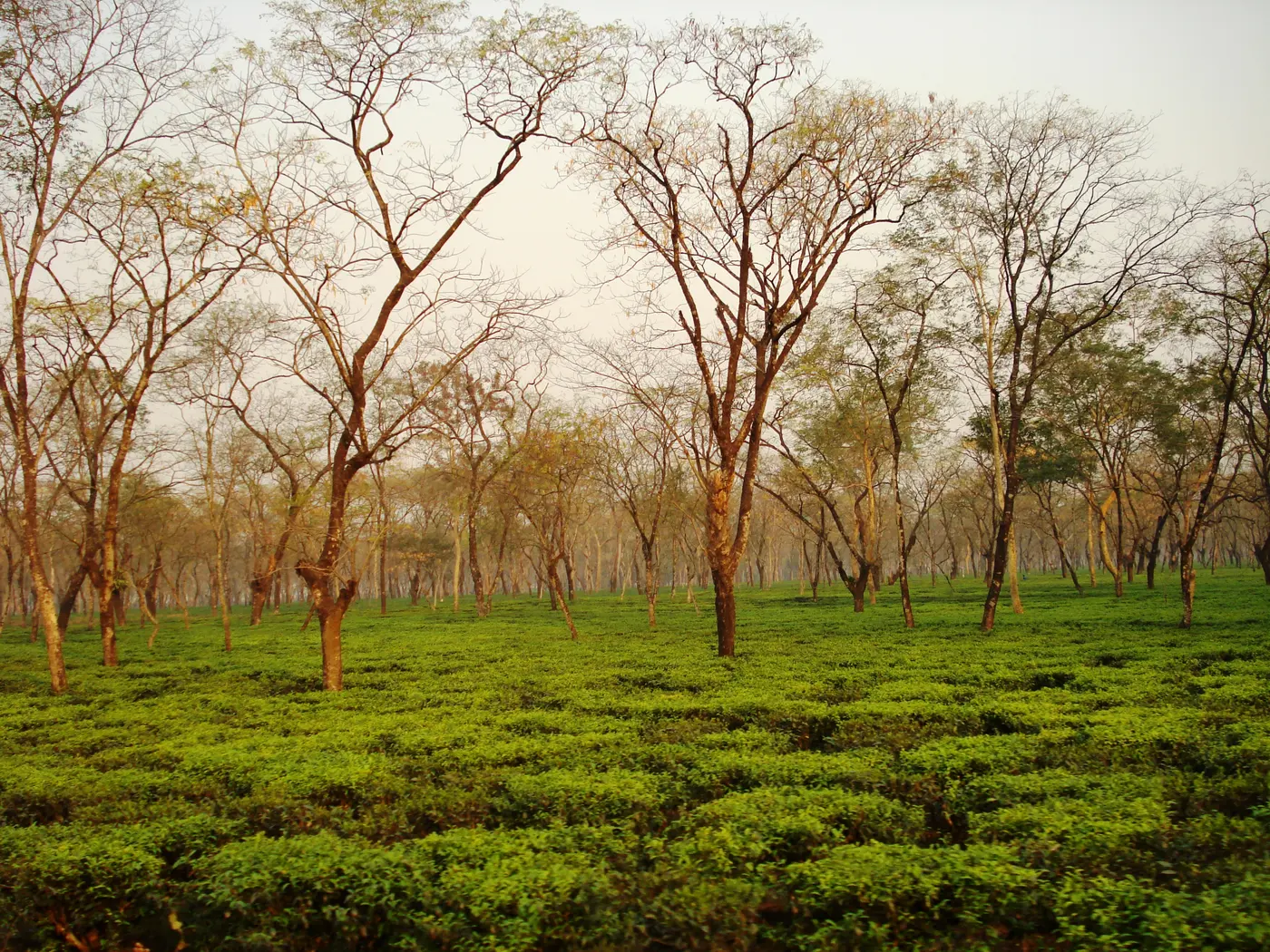 A flat-plains Dooars tea garden shaded by tall trees, a different growing style from Darjeeling's terraced hill gardens