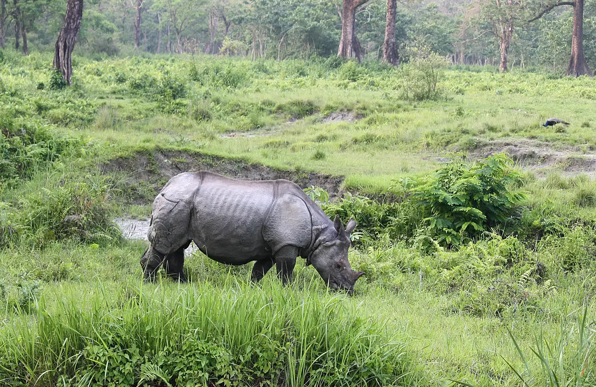Dooars Travel Guide: Wildlife, Tea Gardens & Rivers