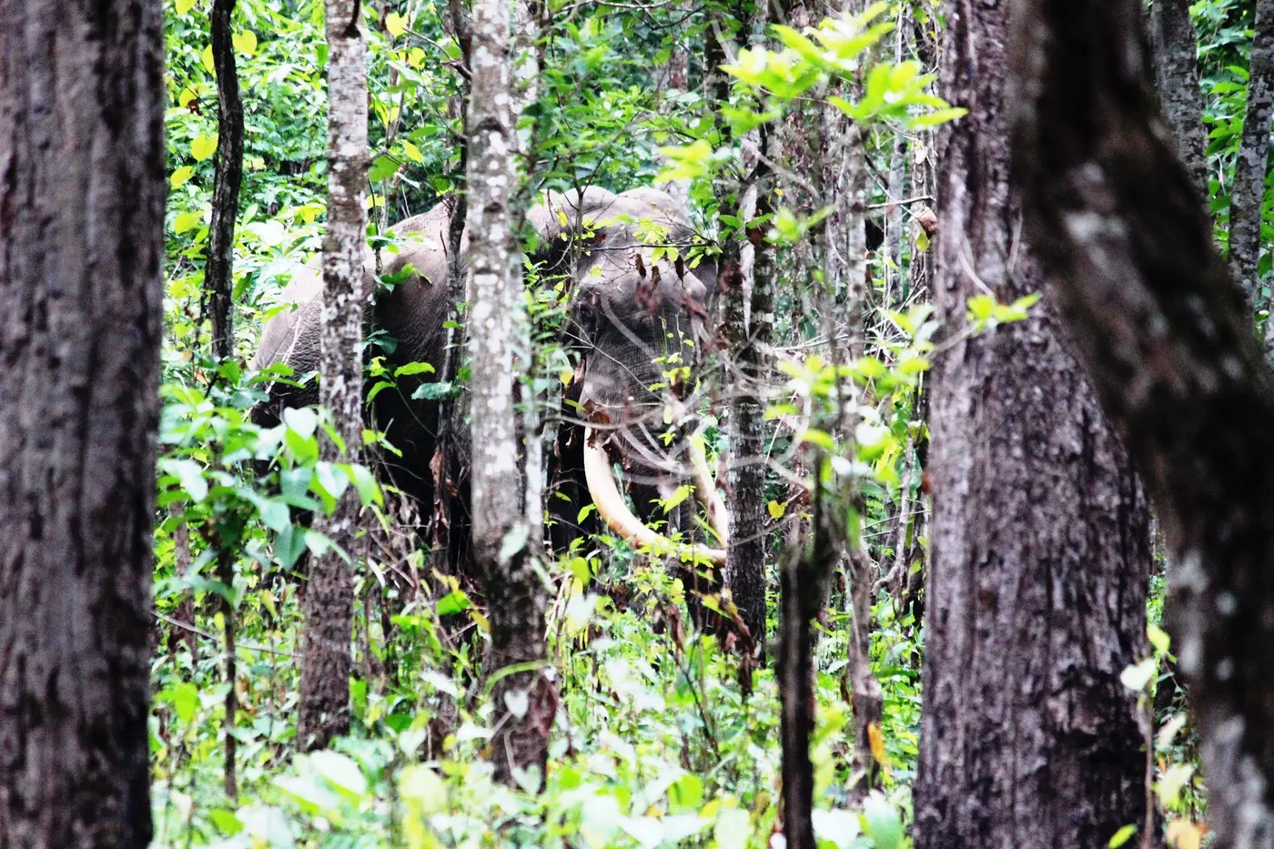A wild elephant in forest in Jaldapara, the Dooars
