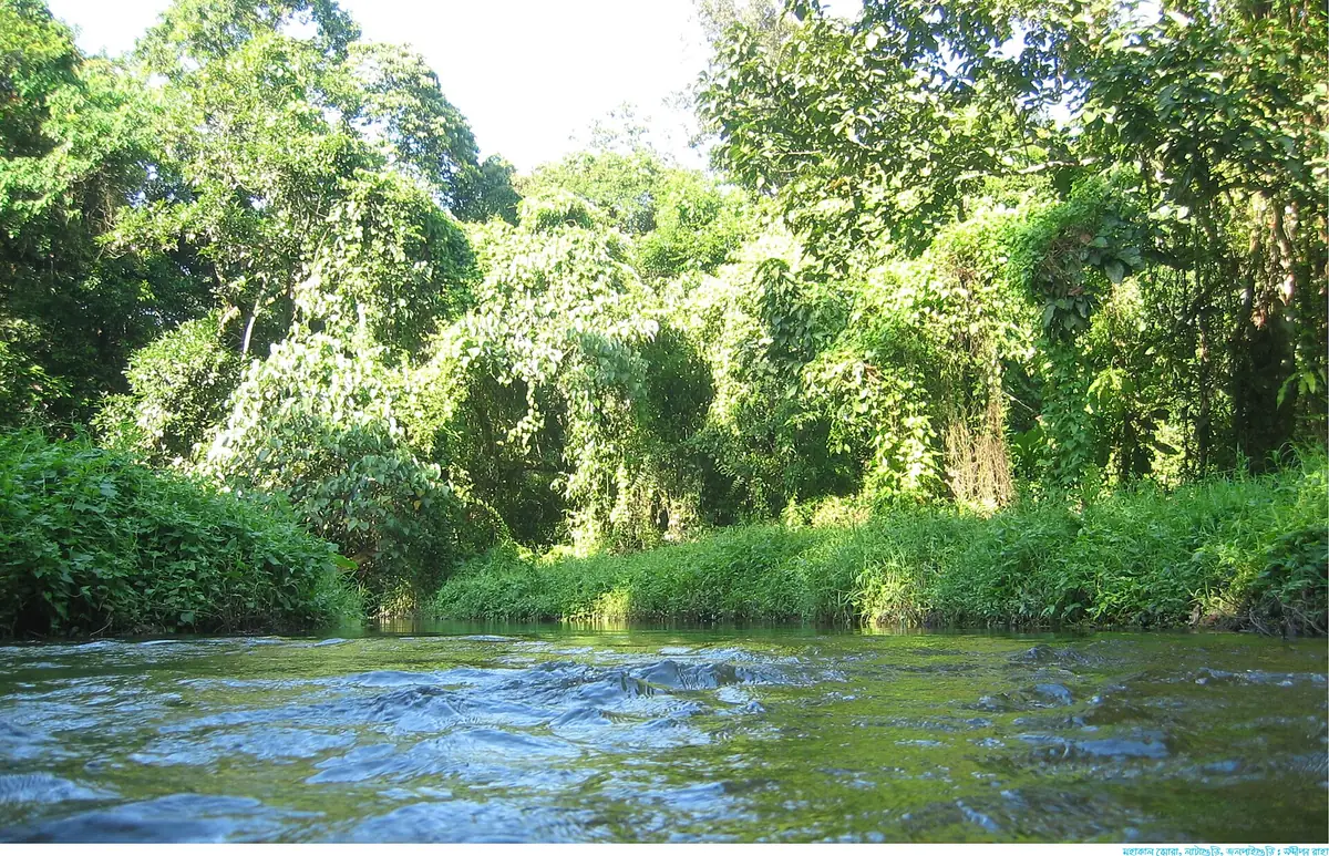 Gorumara National Park, West Bengal