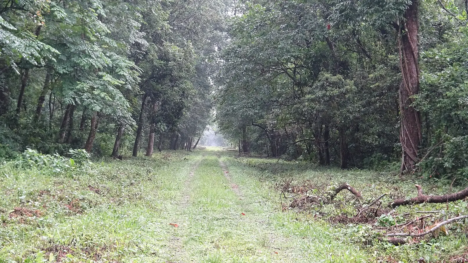 Gorumara National Park: Safari, Timings & Tips