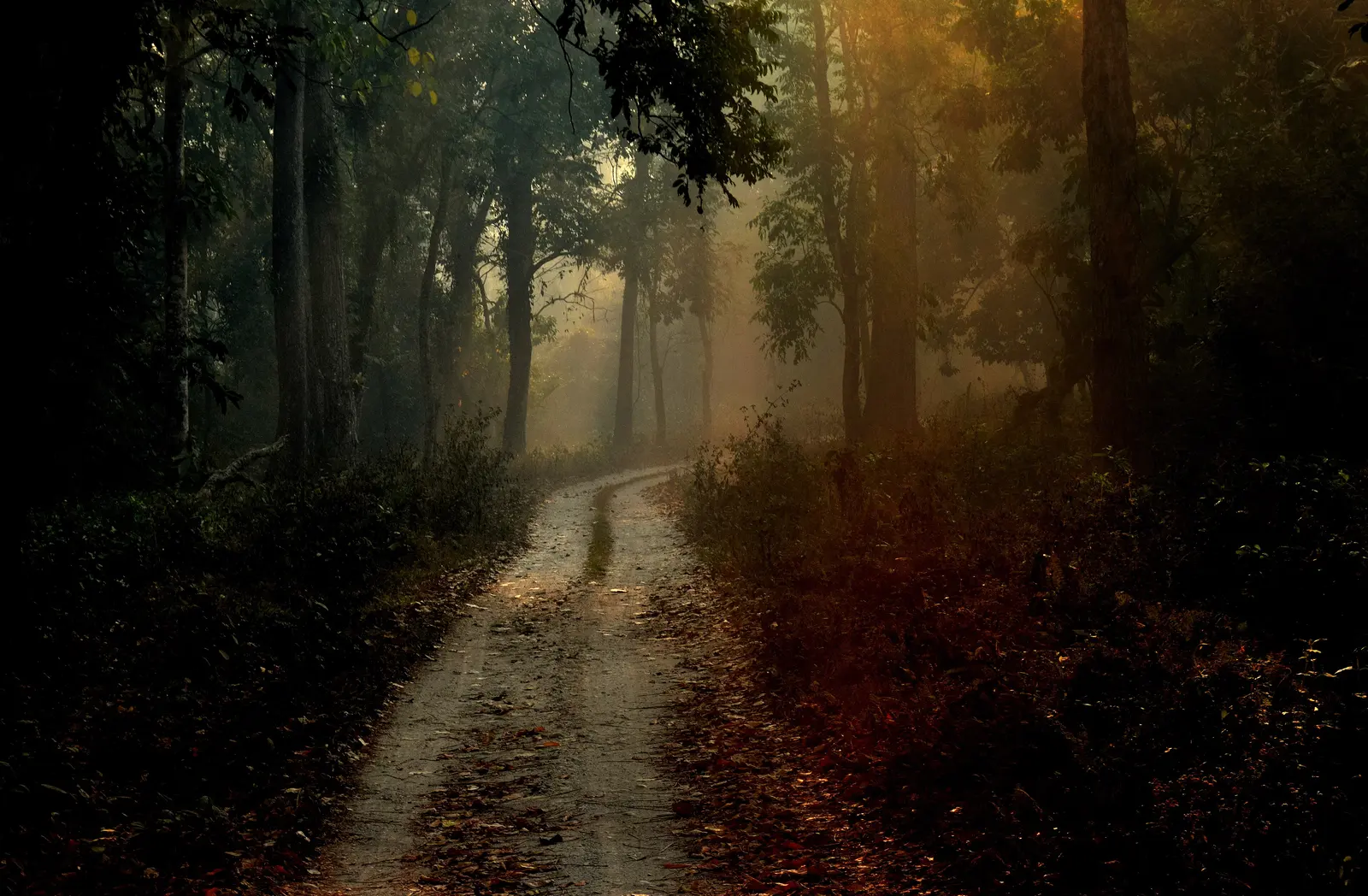 A dirt jeep safari trail through dense forest in Gorumara National Park