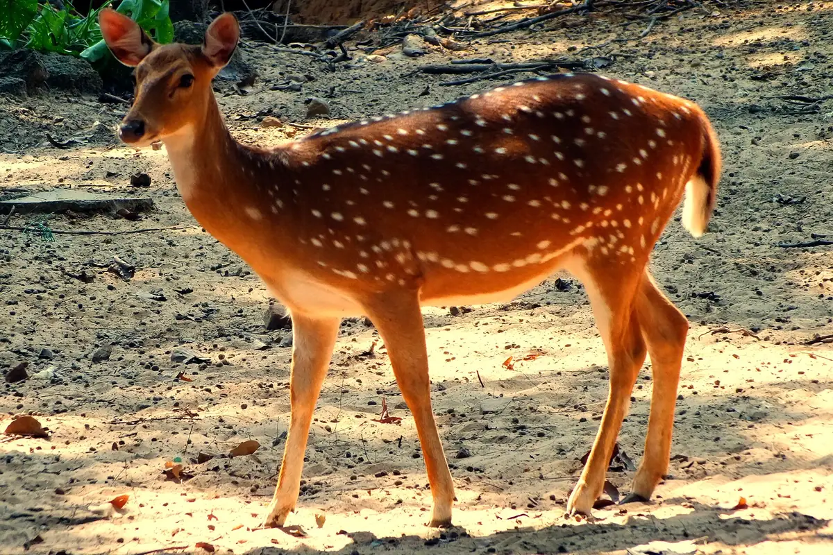 Jhargram Deer Park, West Bengal